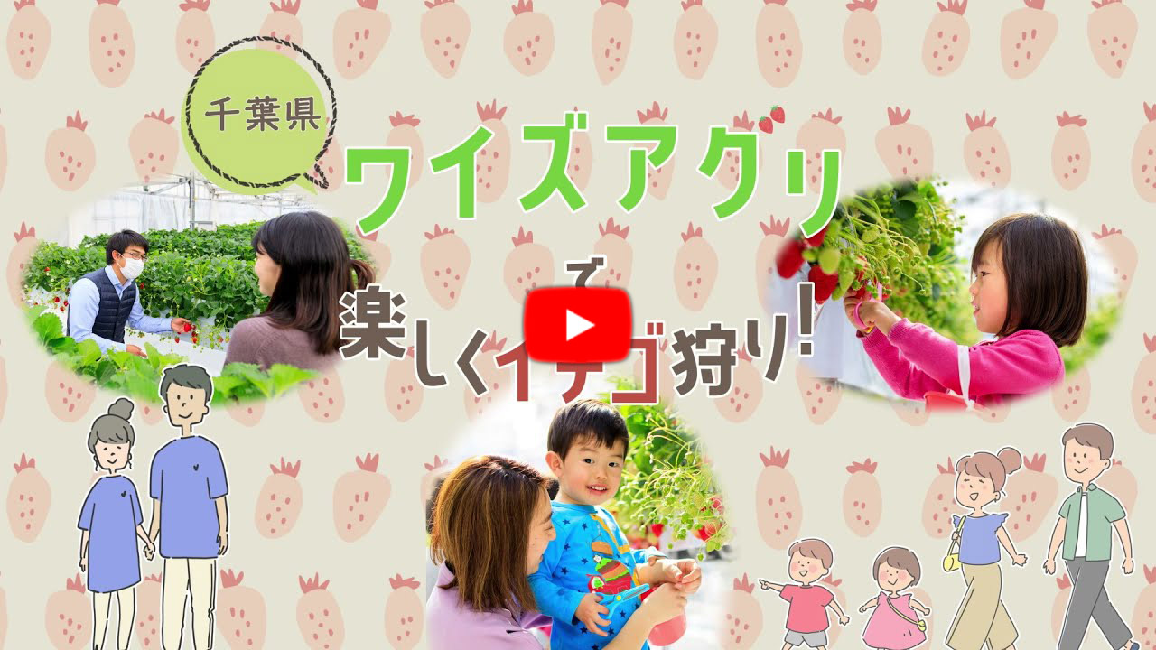 youtube・ワイズアグリで楽しくイチゴ狩り